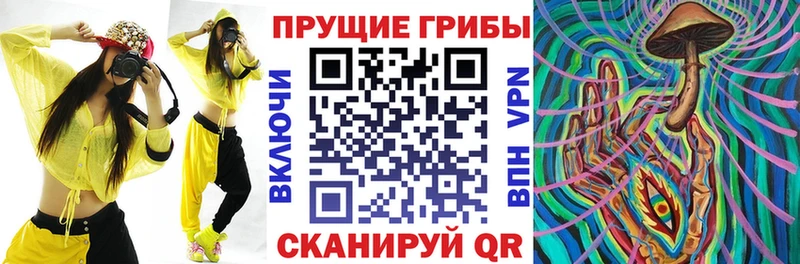 Купить  Пестово  Галлюциногенные грибы Psilocybine cubensis 